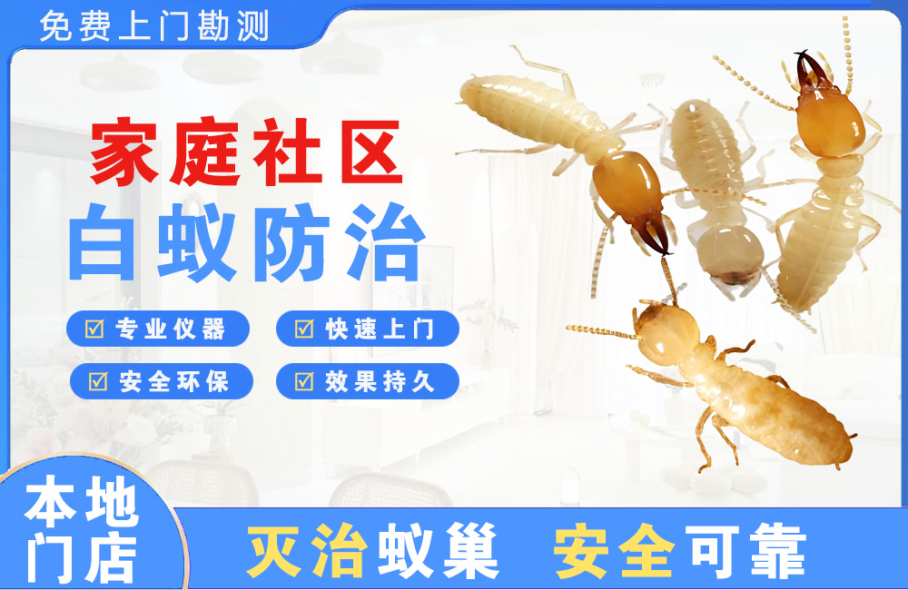 大渡口家庭社区白蚁防治