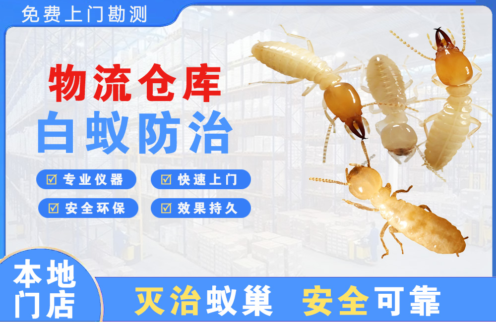 大渡口物流仓库白蚁防治