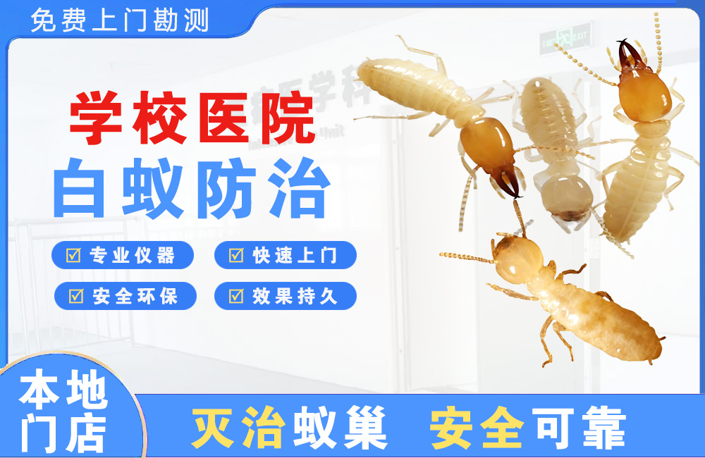 大渡口学校医院白蚁防治