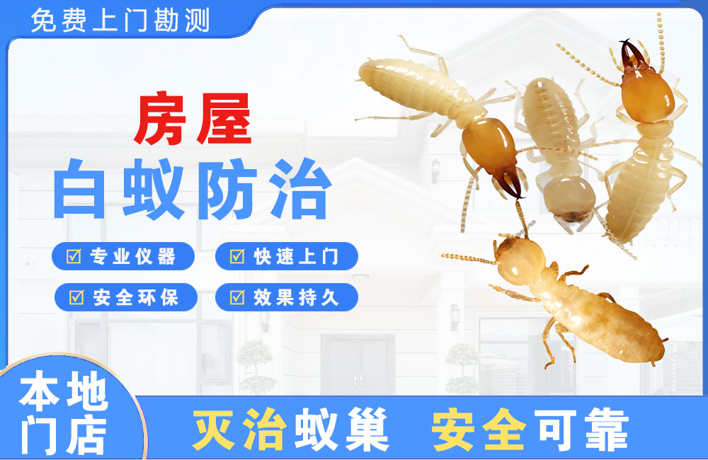 大渡口房屋白蚁防治