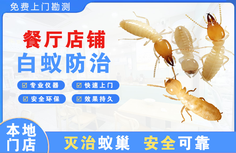 大渡口餐厅店铺白蚁防治